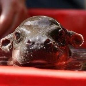 Meet your Posher, Cory